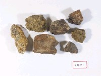 藏品(有孔蟲)的圖片